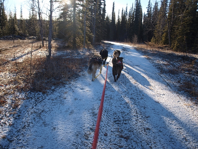  Mushing üben